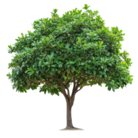 A closeup view of a vibrant green tree against a plain transparent background showcasing its detailed foliage, Tree on transparent background, real close up decorate tree in brown pod isolate die cut png