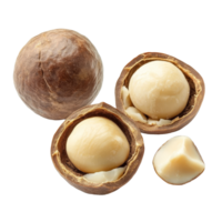 Freshly harvested macadamia nuts on a transparent background showcasing their natural texture and color, macadamia nuts isolated on transparent background png