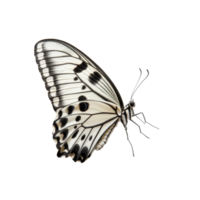 Elegant butterfly perched gracefully on transparent background with distinct black and transparent markings, butterfly isolated on transparent png