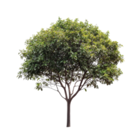 Beautiful green tree with lush foliage isolated on a transparent background for design or artistic purposes, Tree isolated on transparent background png
