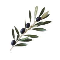 A black olive branch elegantly arranged on a transparent background with green leaves and ripe olives, Black Olive Branch on transparent background png