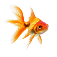 A vibrant goldfish swims alone against a bright transparent backdrop, flaunting its colorful fins and scales, Goldfish Isolated on transparent background png