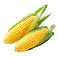 Fresh yellow corn cobs isolated on a transparent background showcasing their vibrant kernels and green husks ready for culinary use, red torn paper isolated on transparent background png