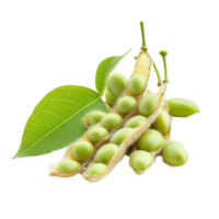 Isolated soybean pods with fresh green leaves displayed from a different angle, Different angle of individual soybean isolated png