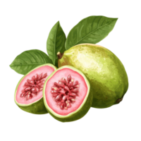 Fresh guava fruit displayed on a transparent transparent background showcasing vibrant colors and textures, Guava fruit isolated on ransparent transparent background png