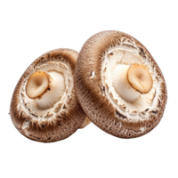 Fresh shiitake mushrooms resting on a clean transparent background, showcasing their rich brown caps and creamy gills, Shiitake mushroom on transparent background png