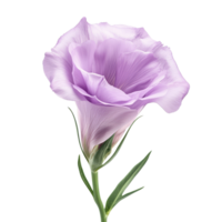Elegant lisianthus flower in soft lavender hue against a clean transparent background, showcasing its delicate petals and stem, lisianthus flower isolated on transparent background png