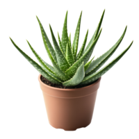 Aloe vera plant with unique curves displayed in a simple transparentcolored pot, Aloe vera plant with interesting curve isolated png
