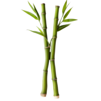 Fresh bamboo shoots displayed against a clean transparent background for culinary inspiration, Bamboo shoots on transparent background png