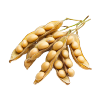 Freshly harvested soybean pods with seeds displayed against a clean transparent background, Soybean isolated png