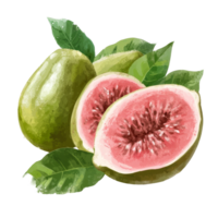 Fresh guava fruit on a transparent background showcasing its vibrant pink flesh and green leaves, Guava tropical fruit on transparent background png