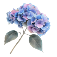 Blue and pink hydrangea flowers elegantly displayed on a transparent background showcasing their beauty and delicate form, hydrangea flowers isolated on transparent background png