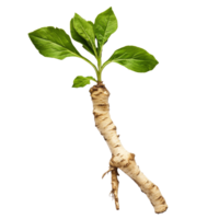 Fresh fingerroot with vibrant green leaves displayed on a transparent background for culinary and medicinal purposes, Fingerroot with leaf on transparent background png