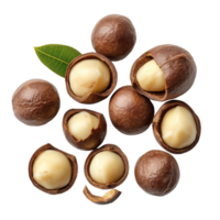 Fresh macadamia nuts and shells arranged artfully on a plain transparent background for a healthy snack display, Macadamia nuts on transparent background png