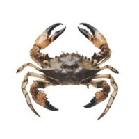A detailed view of a crab on a transparent background showcasing its features and characteristics in natural lighting, Sea crab on transparent background png