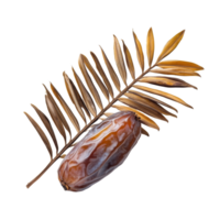 Dried date palm with a leaf isolated on a transparent background showcasing natural textures and colors, dried date palm with leaf isolated on transparent background png