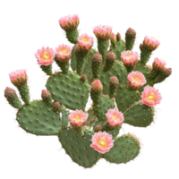 Blooming prickly pear cactus bush with vibrant pink flowers in a bright isolated setting, Prickly pear blooming cactus bush, file of isolated object on transparent background png