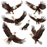 Eagles in flight showcasing various positions and views of these majestic birds soaring through the sky, eagle birds in diffrent positions and views isolated png