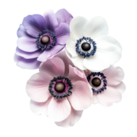Beautiful anemone flowers in various colors isolated on a transparent background for decoration, anemone flowers isolated transparent background png