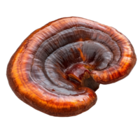 Reishi mushrooms isolated on a transparent background showcasing their unique shape and rich color, reishi mushroomGanoderma lucidum isolated on transparent background png