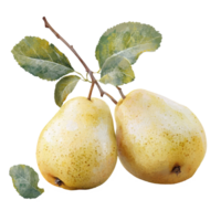 Freshly harvested snow pears with green leaves on a clear background ready for culinary use or decoration, Snow pear isolated on trransparent png