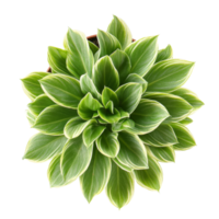 Lush houseplant greenery viewed from above, isolated on a transparent background for a clean and fresh aesthetic, houseplant greenery top view isolated on transparent background png
