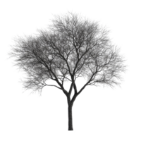 A solitary tree with intricate branches isolated against a transparent background during winter, Tree isolated on transparent background png