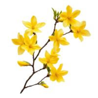 Bright forsythia flowers blooming on a branch against a clean transparent background in springtime, forsythia flowers isolated on transparent background png
