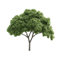 A tall green tree with lush foliage stands isolated on a transparent background, showcasing its natural beauty and symmetry, green tree flat 3d isolated on transparent background png