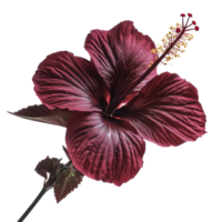 Stunning roselle hibiscus flower showcasing vibrant red petals against a clean transparent background, roselle hibiscus on transparent background png