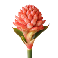Torch ginger flower, Aspidistra sutepensis, beautifully displayed on a clean transparent background in natural light, Torch ginger or Aspidistra sutepensis on transparent background png