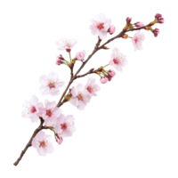 Delicate cherry blossom branch with pink flowers on a transparent background, showcasing spring beauty and natures charm, sakura tree branch flower isolated on transparent background png