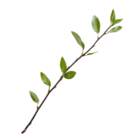 A green twig with fresh leaves isolated on a clean transparent background showcasing natures simplicity and beauty, green twig isolated on transparent background png