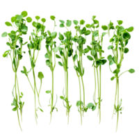 Fresh green pea sprouts displayed on a transparent background, highlighting their vibrant color and delicate structure, green pea sprouts on transparent background png
