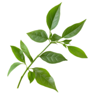 Green leaves of Kariyat Andrographis paniculata displaying rich foliage on a plain background, Kariyat or Andrographis paniculata green leaves isolated on a transparent background png