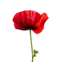 A vibrant red poppy flower standing tall on a transparent background showcasing its delicate petals and green stem, poppy flower isolated on transparent background png