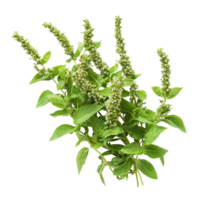 Fresh holy basil with delicate flowers on a clean transparent background showcasing its vibrant green leaves, Holy basil on transparent background png