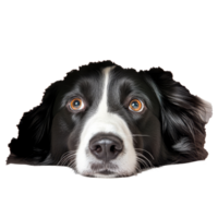 A Border Collie peeks out with curiosity, hiding behind a torn surface in an isolated setting, Border Collie Hiding and Sneaking Head Out Isolated on transparent background png
