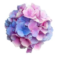 Beautiful hydrangea flowers showcasing delicate pink and blue hues isolated on a transparent background, hydrangea flowers isolated on transparent background png