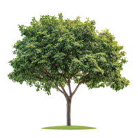 An isolated green tree with lush foliage set against a striking transparent background in natural daylight, Tree isolated on transparent background png