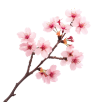Graceful sakura tree branch adorned with soft pink flowers against a clean transparent background, sakura tree branch flower isolated on transparent background png