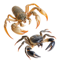 Scorpion and crab displayed against a clean transparent background showcasing unique features and anatomy, Scorpion and crab isolated on transparent background png