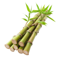 Bamboo sprouts sliced, displaying fresh green shoots on a plain transparent background, Bamboo Sprouts slice isolated on transparent background png