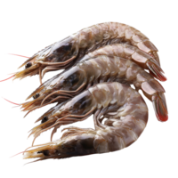 Fresh shrimp displayed against a clean transparent background showcasing their natural color and texture, Fresh shrimp on a transparent background png