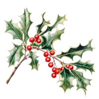 Holly branch adorned with vibrant red berries against a crisp transparent background, Holly Branch with Red Berries on transparent background png