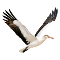 Majestic Bird in Flight with Elegant Wings and Bright Beak png