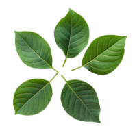 Top view of five isolated bodhi leaves on a transparent background showcasing their vibrant green color and intricate details, top view bodhi leaves isolated abovetransparent backgroundfile png
