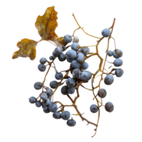 Sea grapes seaweed on a transparent background showcasing its unique texture and color, Sea grapes seaweed on transparent background png