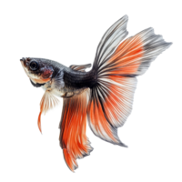 A striking fish leaps gracefully through the air against a pristine transparent background, Leaping Fish in Midair on transparent background png