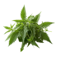 Fresh green nettle leaves isolated on a crisp transparent background, showcasing their lush texture and vibrant color, nettle on a transparent background isolated background png